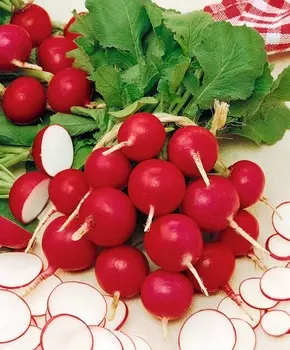 Редис Рокстар F1