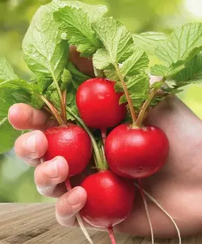 Редис Сахарна головушка F1