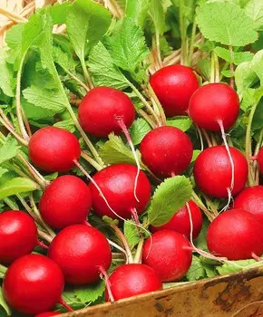 Редис Селеста чудо F1