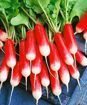 Редис Слава