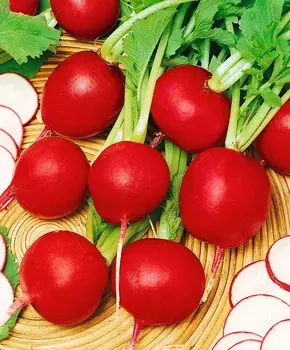 Редис Стелар F1