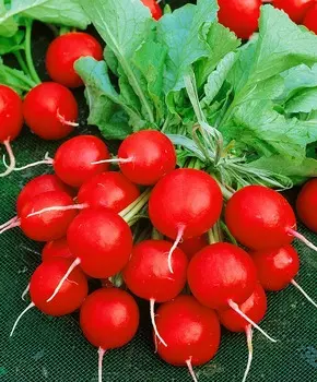 Редис Валери F1