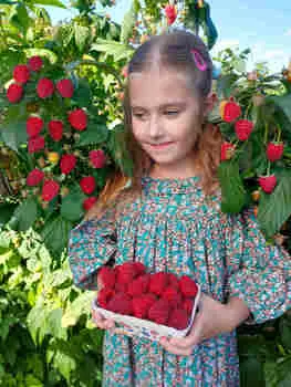 Ремонтантная малина Полесье