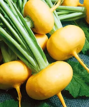 Репа Пелагея