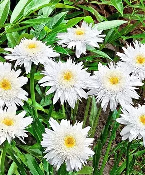 Ромашка Виррал суприм