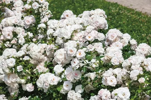 Роза Аспирин Роуз