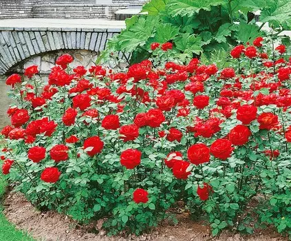 Роза чайно-гибридная Червовая дама