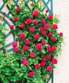 Роза чайно-гибридная Критерион