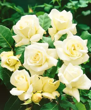 Роза чайно-гибридная Паскаль