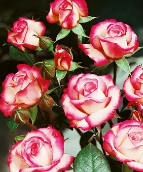 Роза флорибунда Ламинуэт