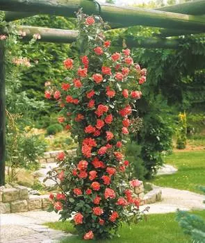 Роза Метанойя