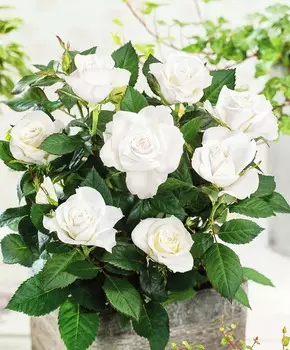 Роза патио Белоснежный хит