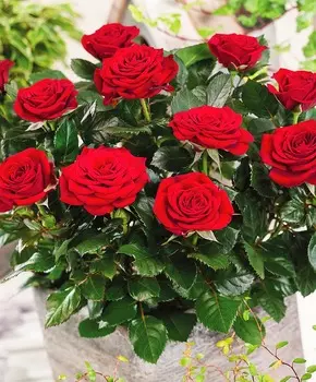 Роза патио Скарлет хит