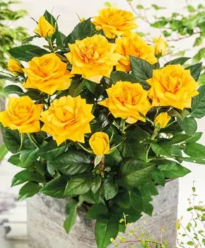 Роза патио Сладкие воспоминания