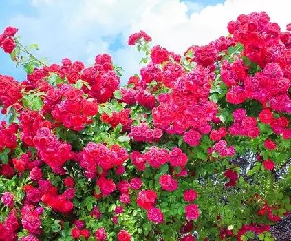 Роза плетистая-клаймбер Фламментанц