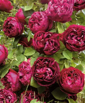 Роза ремонтантная Барон Жиро дэ Лен