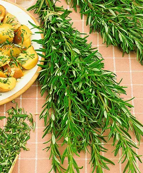 Розмарин Росинка