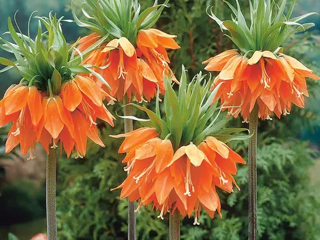 Рябчик Аврора