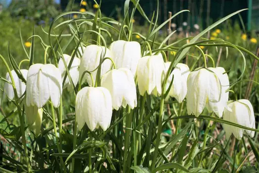 Рябчик шахматный белый