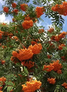 Рябина Бусинка