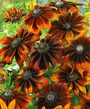 Рудбекия Оранжевое чудо