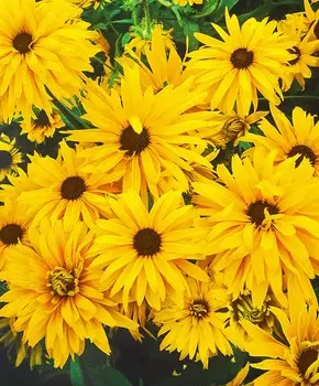 Рудбекия Золотая ромашка