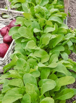 Руккола Рокет