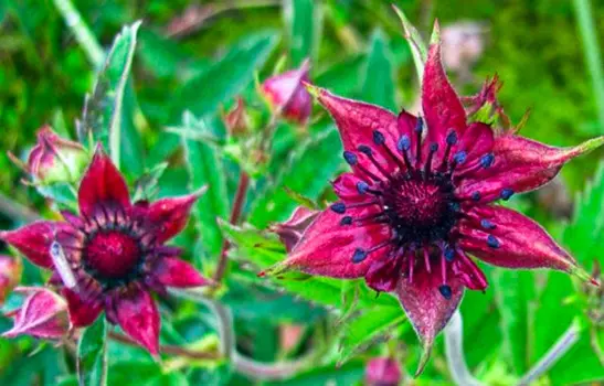 Сабельник Болотный