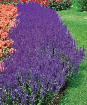 Сальвия Блаухюгель