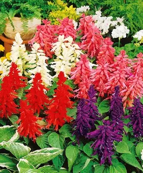 Сальвия Фарао Цветной набор