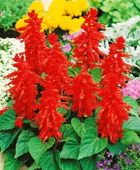 Сальвия Красная флейта