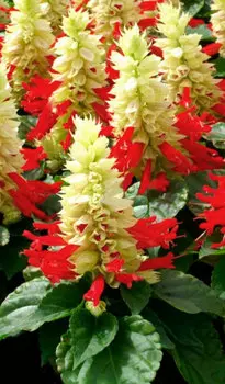 Сальвия Сюрприз красно-белая