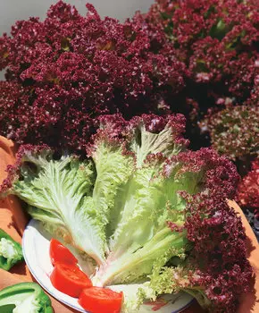 Салат Бакус