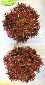 Салат Фриллрэд