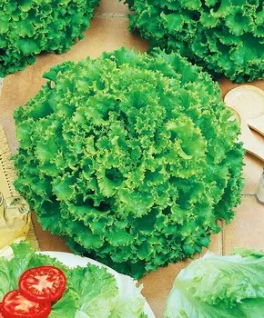 Салат Кучерявец Одесский