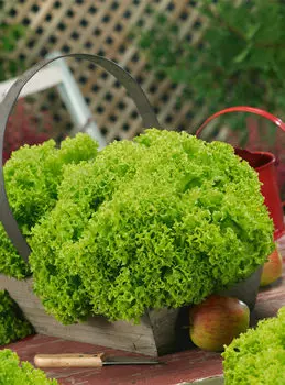 Салат листовой Илема