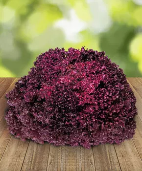 Салат Революция