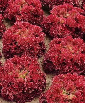 Салат Розан