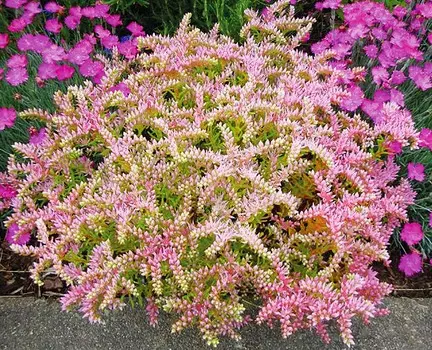 Седум красивый