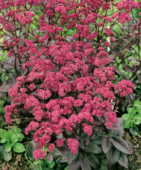 Седум (очиток) гибридный Ред Каули