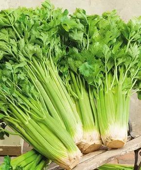 Сельдерей черешковый Паскаль