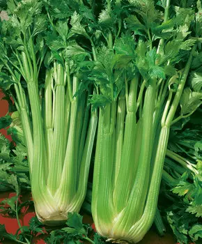 Сельдерей черешковый Супергринн