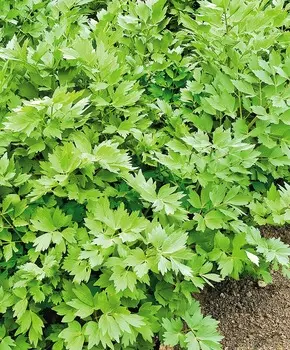 Сельдерей Егор