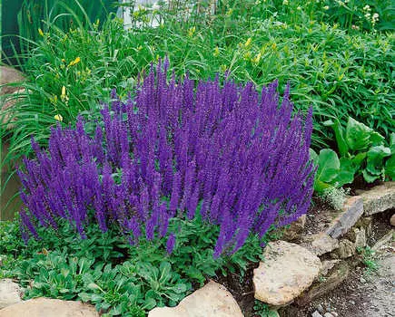 Шалфей дубравный Виолет квин