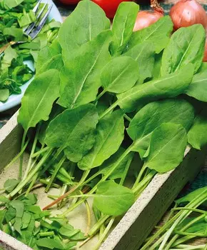 Щавель широколистный