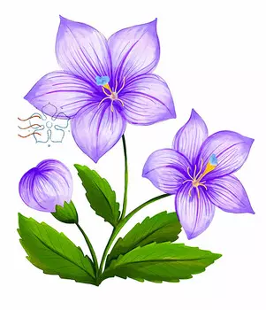 Ширококолокольчик Крупноцветковый