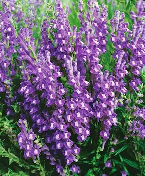 Шлемник байкальский