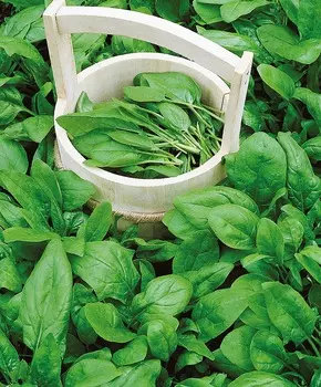 Шпинат Изумруд