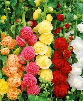 Шток-роза Чатерз Диво набор