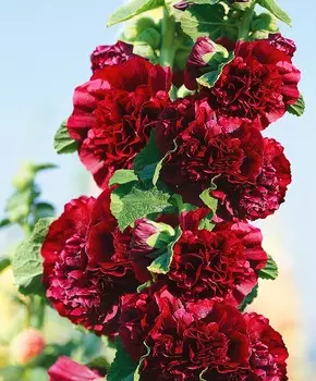 Шток-роза Чатерз Пиковая дама